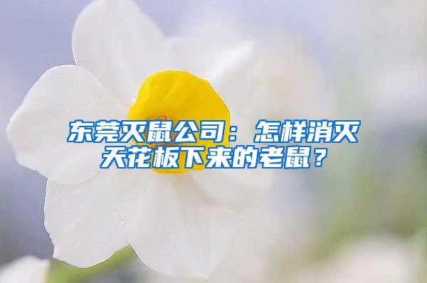 东莞灭鼠公司：怎样消灭天花板下来的老鼠？